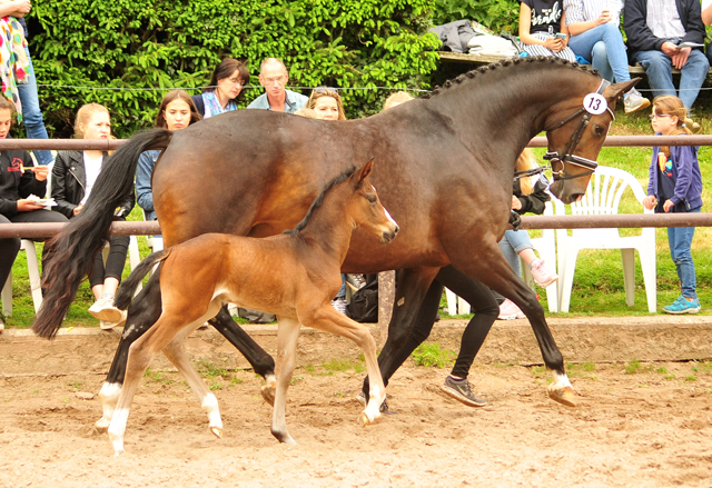 Tacyra mit Stutfohlen von Alter Fritz - Foto: Beate Langels