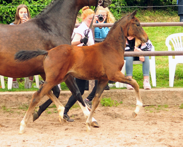 Schwalbendiva und ihre Tochter von Sir Donnerhall I
 Trakehner Gestt Hmelschenburg - Beate Langels