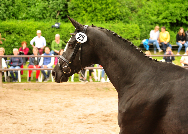 Prmienanwrterin Great Ammykay v. Alter Fritz u.d. ESt. Gloriette, Foto: Beate Langels Trakehner Gestt Hmelschenburg