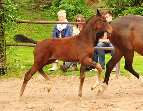 Schwalbendiva und ihre Tochter von Sir Donnerhall I
 Trakehner Gestt Hmelschenburg - Beate Langels