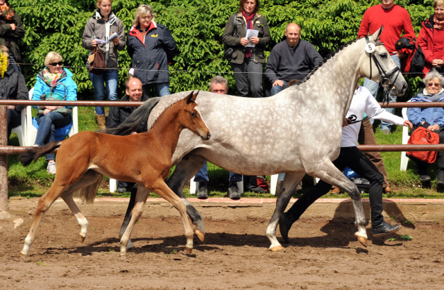 Trakehner Hengstfohlen von Saint Cyr u.d. Pr.St. Pauline v. Freudenfest, Foto: Beate Langels, Trakehner Gestt Hmelschenburg