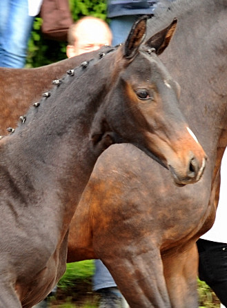 Stutfohlen Schwalbensage von Grand Corazon u.d. Schwalbenfeder v. Summertime - Trakehner Gestt Hmelschenburg - Foto Beate Langels