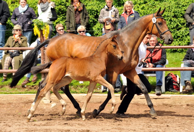 Trakehner Stutfohlen von Saint Cyr u.d. Kosma Shiva v. Herzruf, Foto: Beate Langels, Trakehner Gestt Hmelschenburg