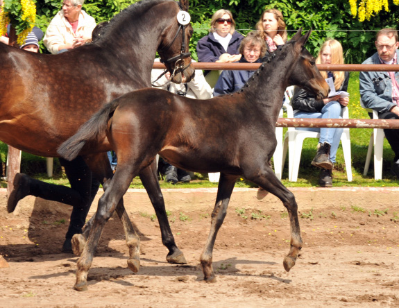 Stutfohlen Schwalbensage von Grand Corazon u.d. Schwalbenfeder v. Summertime - Trakehner Gestt Hmelschenburg - Foto Beate Langels