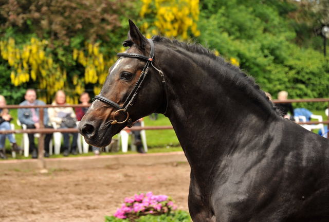 Exclusiv von Starway u.d. StPrSt. Elysee v. Zauberklang - am 2. Juni 2013, Foto: Beate Langels, Trakehner Gestt Hmelschenburg - Beate Langels