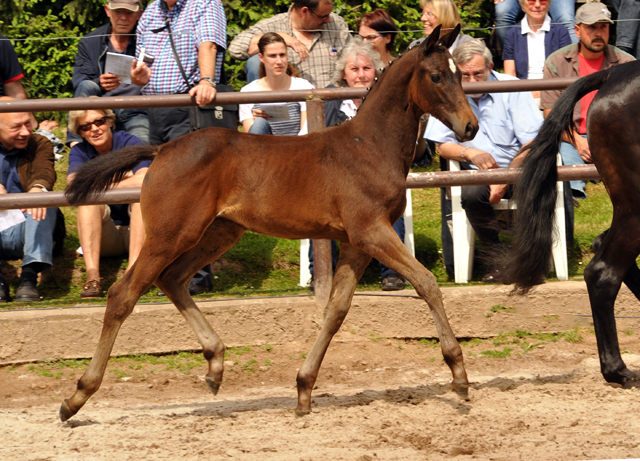 Elitestute Vicenza mit Tochter Valentine v. High Motion - Gestt Hmelschenburg am 11. Mai 2016