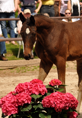 Elitestute Vicenza mit Tochter Valentine v. High Motion - Gestt Hmelschenburg am 11. Mai 2016