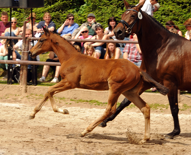 Hengstfohlen von High Motion x Imperio - Gestt Hmelschenburg am 22. Mai 2016