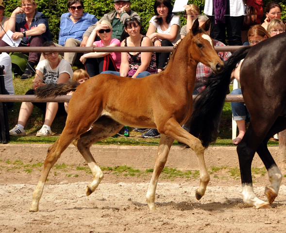 Greta Garbo mit ihrer Tochter von High Motion - Gestt Hmelschenburg am 22. Mai 2016