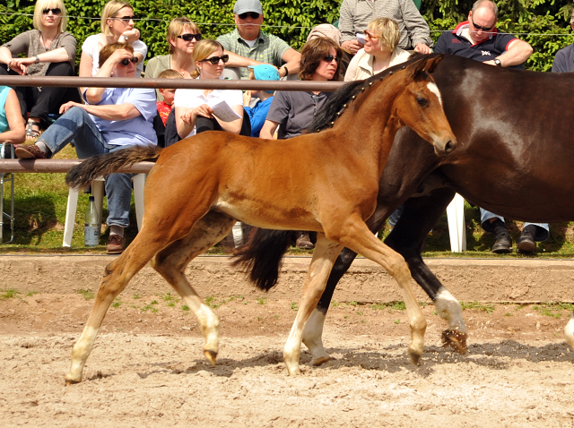 Greta Garbo mit ihrer Tochter von High Motion - Gestt Hmelschenburg am 22. Mai 2016