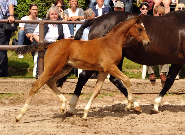 Greta Garbo mit ihrer Tochter von High Motion - Gestt Hmelschenburg am 22. Mai 2016