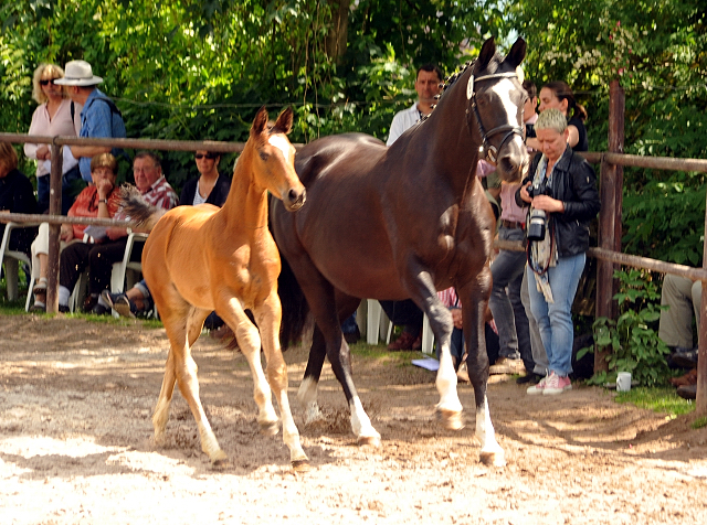 Greta Garbo mit ihrer Tochter von High Motion - Gestt Hmelschenburg am 22. Mai 2016