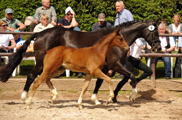 Greta Garbo mit ihrer Tochter von High Motion - Gestt Hmelschenburg am 22. Mai 2016