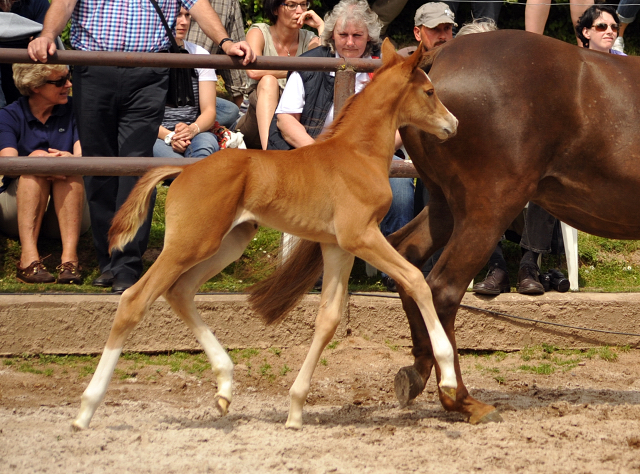 6 Tage alt: Trakehner Hengstfohlen von High Motion x Buddenbrock - Foto: Beate Langels