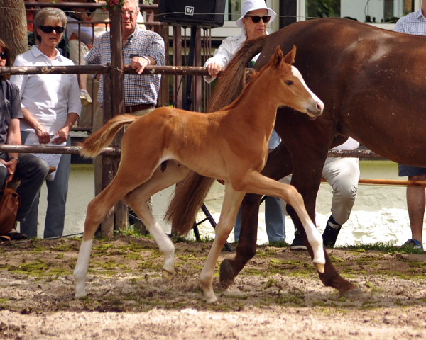 6 Tage alt: Trakehner Hengstfohlen von High Motion x Buddenbrock - Foto: Beate Langels