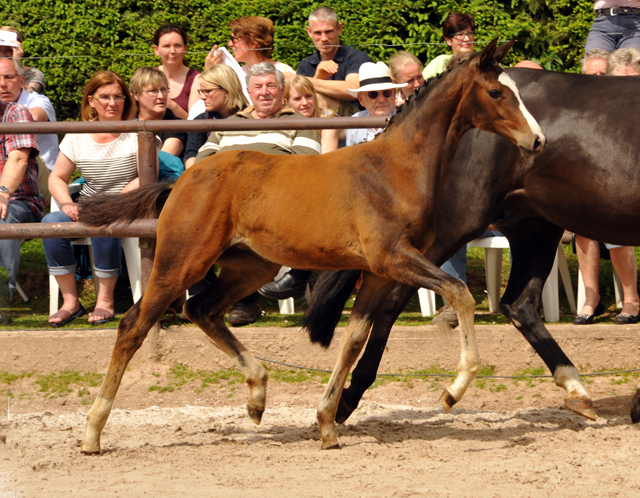 Stutfohlen von High Motion u.d. Schwalbenmagie v. Exclusiv - Foto: Beate Langels