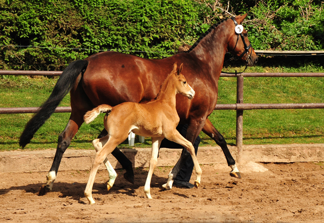 Trakehner Fuchs Hengst v. Zauberdeyk x Saint Cyr - Trakehner Gestüt H melschenburg - Foto: Beate Langels