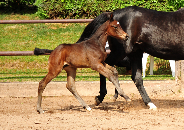 Trakehner Hengstfohlen von High Motion u.d. Pr.St. Hera v. Caprimond, Foto: Beate Langels