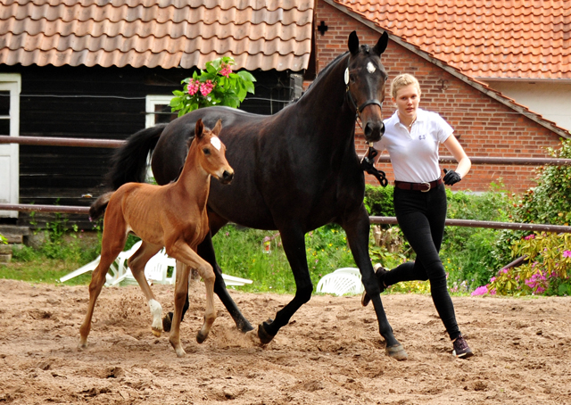 Stutfohlen von Zauberdeyk u.d. Valentine v. High Motion - 
Trakehner Gestt Hmelschenburg - Foto: Beate Langels