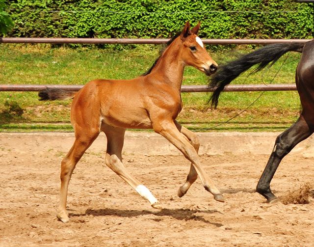 Stutfohlen von Zauberdeyk u.d. Valentine v. High Motion - 
Trakehner Gestt Hmelschenburg - Foto: Beate Langels