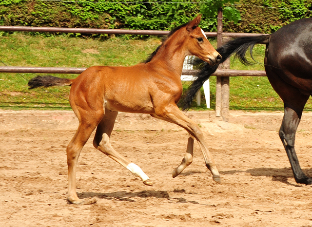 Stutfohlen von Zauberdeyk u.d. Valentine v. High Motion - 
Trakehner Gestt Hmelschenburg - Foto: Beate Langels