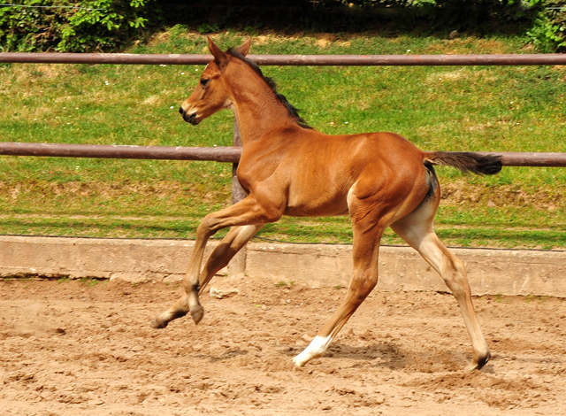 Stutfohlen von Zauberdeyk u.d. Valentine v. High Motion - 
Trakehner Gestt Hmelschenburg - Foto: Beate Langels