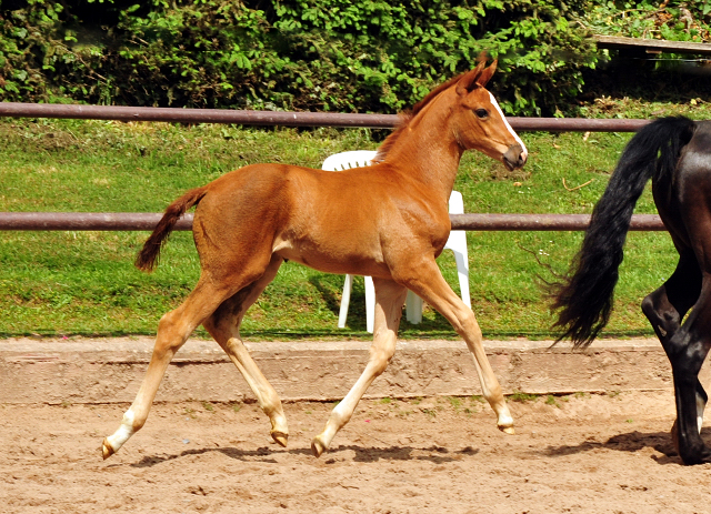 Trakehner Stutfohlen von High Motion u.d.  Pr.u.StPrSt. Vittoria v. Exclusiv- Trakehner Gestt Hmelschenburg - Foto: Beate Langels - 
Trakehner Gestt Hmelschenburg