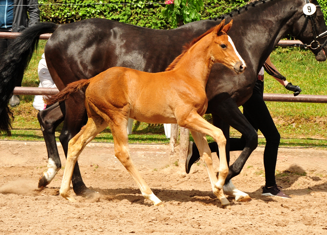 Trakehner Stutfohlen von High Motion u.d.  Pr.u.StPrSt. Vittoria v. Exclusiv- Trakehner Gestt Hmelschenburg - Foto: Beate Langels - 
Trakehner Gestt Hmelschenburg
