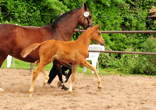 Stutfohlen von High Motion u.d. Pr.St. Karida v. Oliver Twist - Foto: Beate Langels - Trakehner Gestt Hmelschenburg