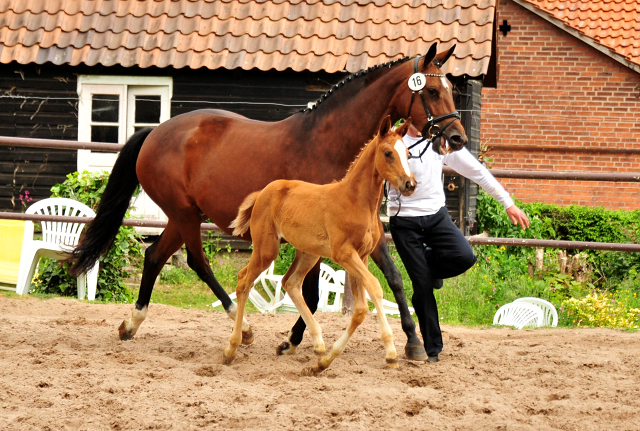 Stutfohlen von High Motion u.d. Pr.St. Karida v. Oliver Twist - Foto: Beate Langels - Trakehner Gestt Hmelschenburg