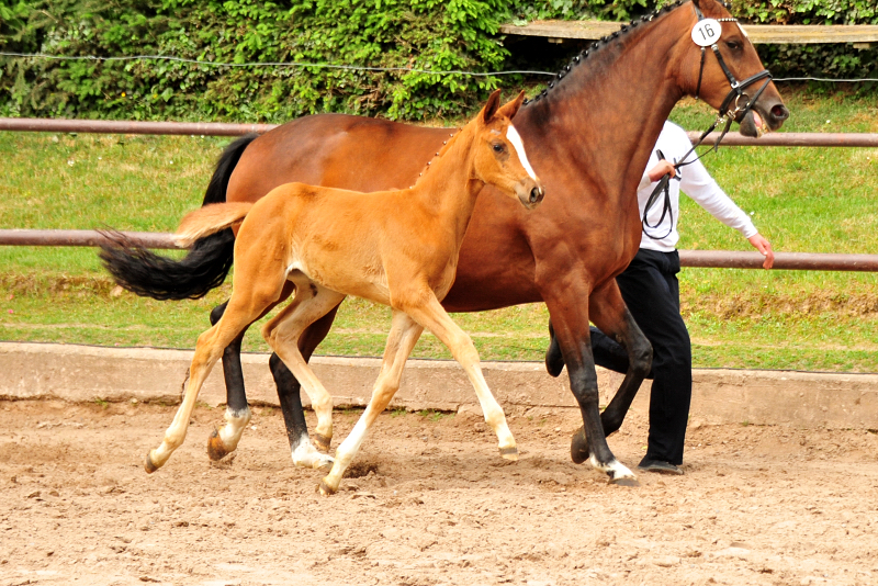 Stutfohlen von High Motion u.d. Pr.St. Karida v. Oliver Twist - Foto: Beate Langels - Trakehner Gestt Hmelschenburg