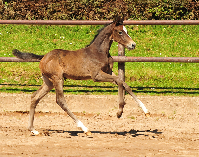 Trakehner Stutfohlen v. Saint Cyr - Gestt Hmelschenburg - Beate Langels