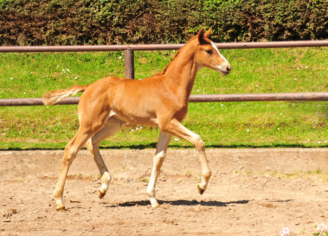 Stutfohlen von Zauberdeyk u.d. Vittoria- 30.05.2021 Foto: Beate Langels - Trakehner Gestt Hmelschenburg