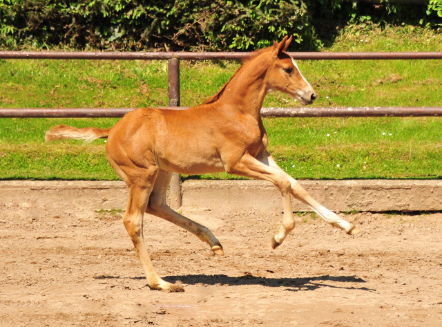 Stutfohlen von Zauberdeyk u.d. Vittoria- 30.05.2021 Foto: Beate Langels - Trakehner Gestt Hmelschenburg