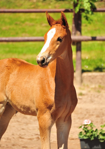 Stutfohlen von Zauberdeyk u.d. Vittoria- 30.05.2021 Foto: Beate Langels - Trakehner Gestt Hmelschenburg
