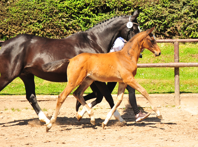 Hengst v. High Motion u.d. Greta Garbo v. Alter Fritz - 30.05.2021 Foto: Beate Langels - Trakehner Gestt Hmelschenburg