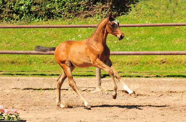 Hengst v. High Motion u.d. Greta Garbo v. Alter Fritz - 30.05.2021 Foto: Beate Langels - Trakehner Gestt Hmelschenburg