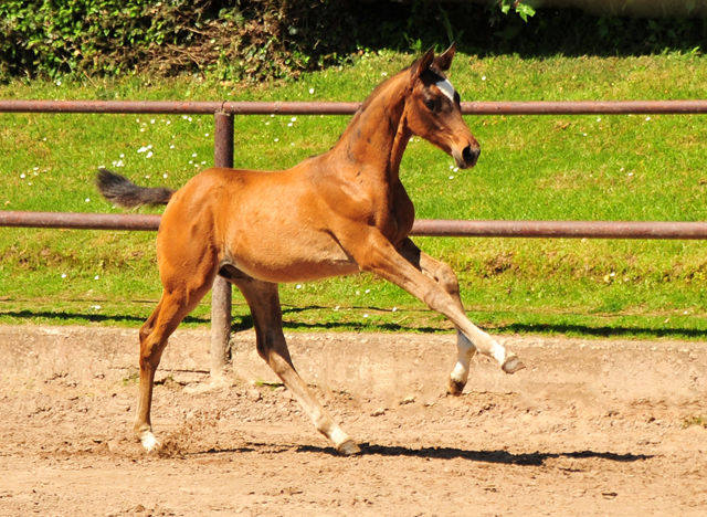 Hengst v. High Motion u.d. Greta Garbo v. Alter Fritz - 30.05.2021 Foto: Beate Langels - Trakehner Gestt Hmelschenburg