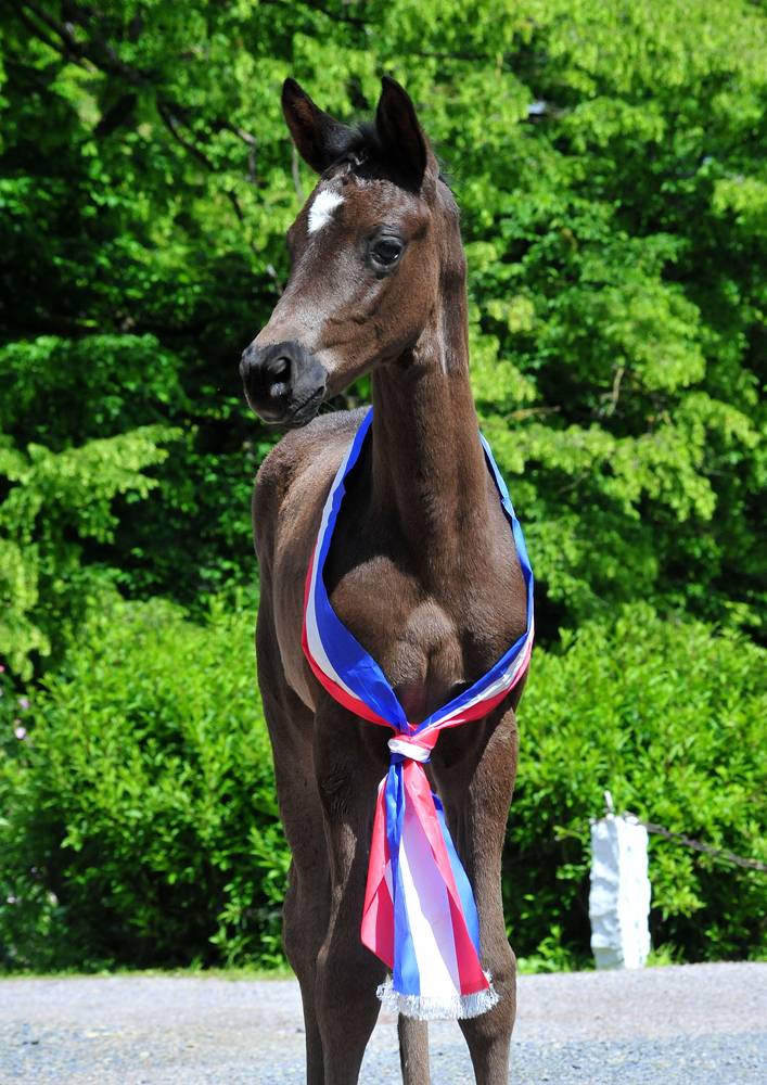 Karihma - Trakehner Stutfohlen von His Moment u.d. Karidia v. Saint Cyr u.d. Pr.St. Karida v. Oliver Twist - Foto: Beate Langels - Trakehner Gestt Hmelschenburg