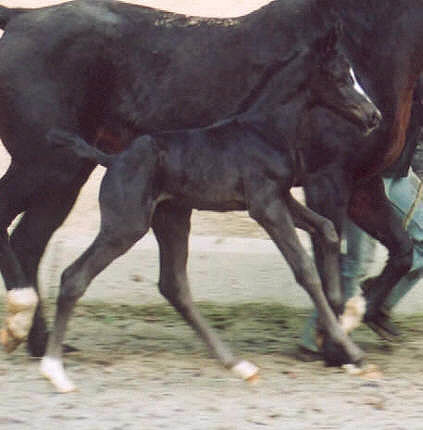 2 Tage alt - Hengstfohlen v. Kostolany - Sandro