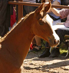 Hengstfohlen von Freudenfest u.d. Rubina v. Tycoon