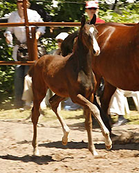 Hengstfohlen von Symont u.d. Guendalina v. Red Patrick xx