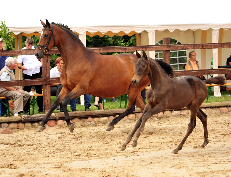 Stutfohlen von His Moment u.d. Pr.u.StPrSt. Katniss Everdeen v. Saint Cyr - Foto: Beate Langels - Trakehner Gestt Hmelschenburg