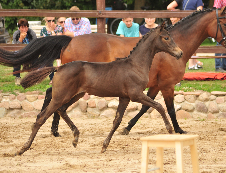 Stutfohlen von His Moment u.d. Pr.u.StPrSt. Katniss Everdeen v. Saint Cyr - Foto: Beate Langels - Trakehner Gestt Hmelschenburg