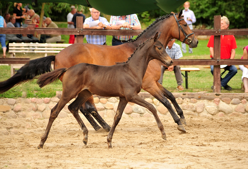 Stutfohlen von His Moment u.d. Pr.u.StPrSt. Katniss Everdeen v. Saint Cyr - Foto: Beate Langels - Trakehner Gestt Hmelschenburg