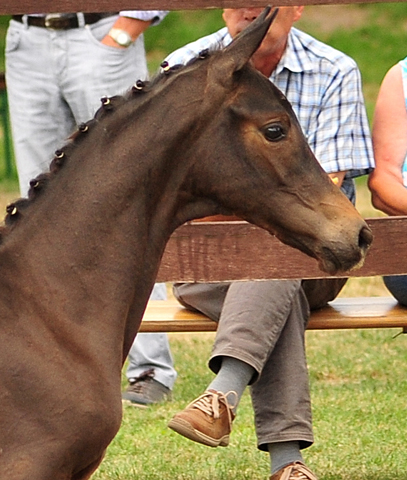 Kiss me now von His Moment u.d. Pr.u.StPrSt. Katniss Everdeen v. Saint Cyr - Foto: Richard Langels - Trakehner Gestt Hmelschenburg