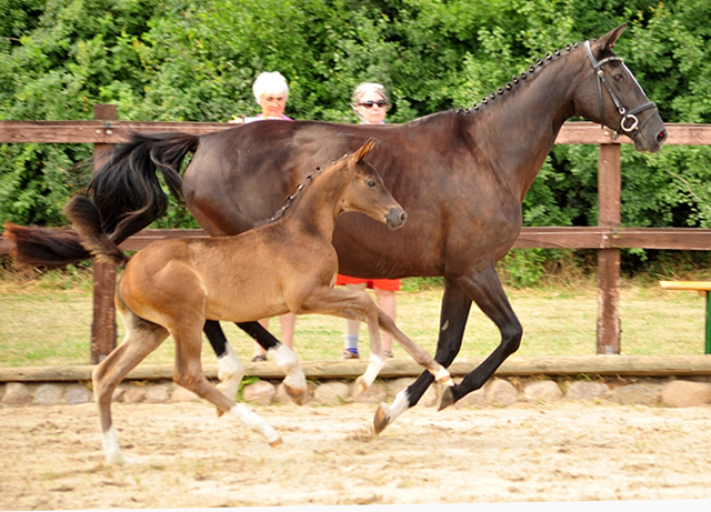 Stutfohlen von Millenium u.d. Pr.u.StPrSt. Grace Note v. Alter Fritz, Foto: Beate Langels