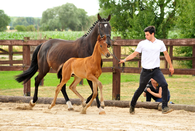 Hengstfohlen v. His Moment u.d. Pr.u.StPrSt. Schwalbenmrchen v. Kostolany  - Foto Beate Langels