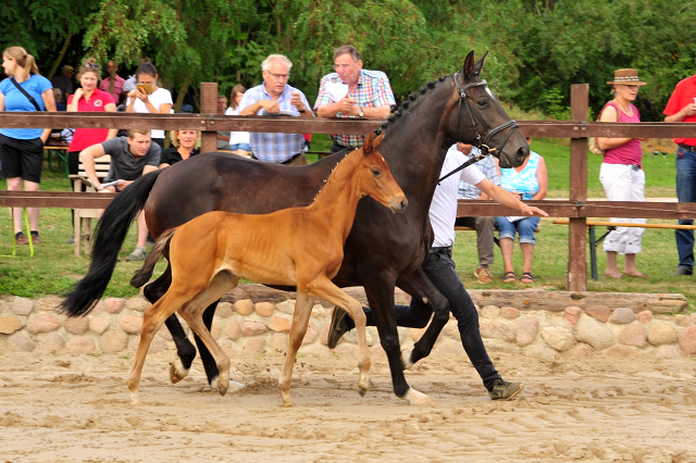 Hengstfohlen v. His Moment u.d. Pr.u.StPrSt. Schwalbenmrchen v. Kostolany  - Foto Beate Langels