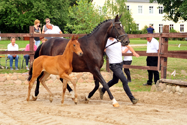 Hengstfohlen v. His Moment u.d. Pr.u.StPrSt. Schwalbenmrchen v. Kostolany  - Foto Beate Langels